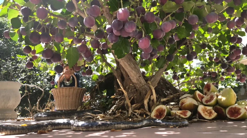 Attention : cet arbre fruitier très parfumé peut attirer des serpents chez vous