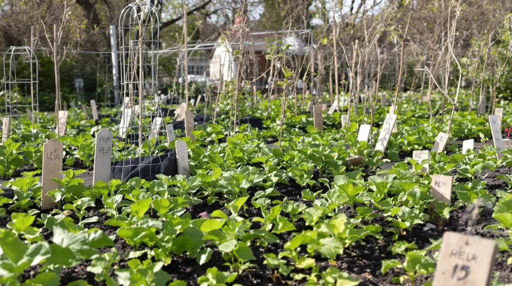 Autrefois, on la semait entre les rangs : cette fleur transforme le potager dès mars